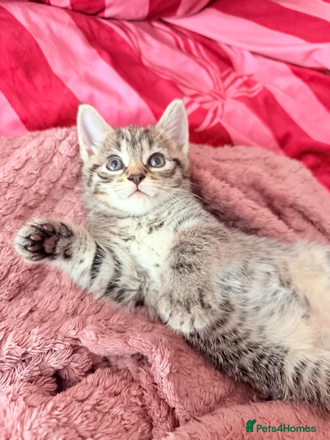 Mixed Breed cats for sale: Female grey brown tabby  - Advert 2