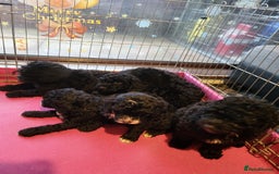 Miniature Poodle dogs for sale: For sale 4 gorgeous girls and 2 boys  - Advert 17