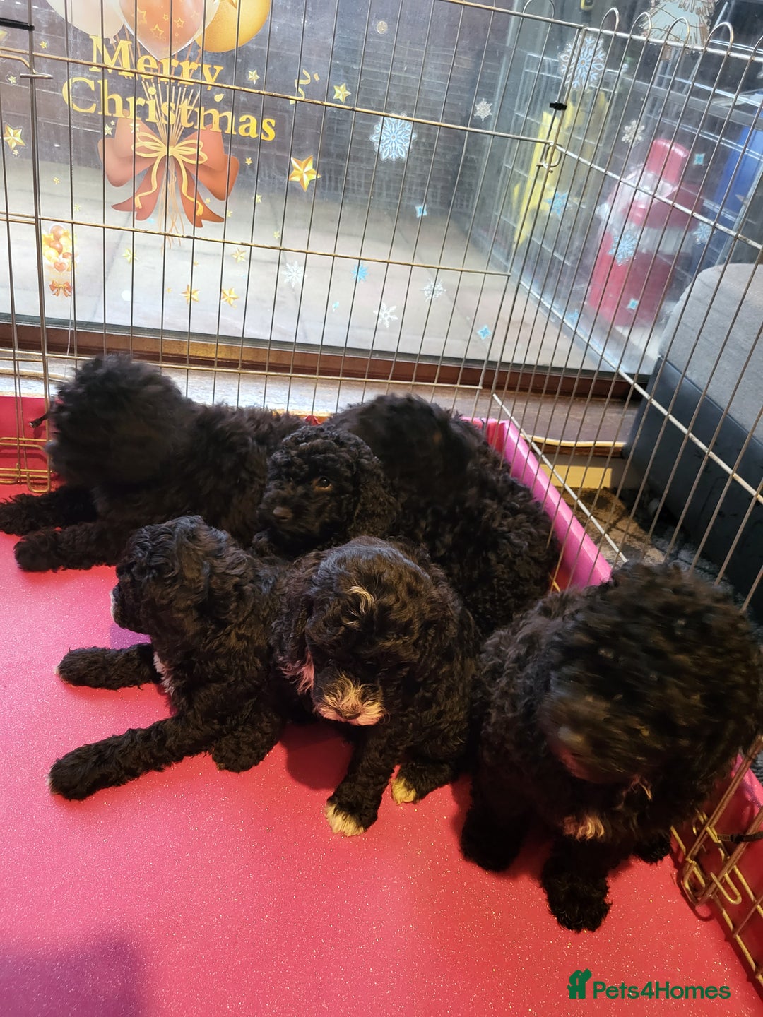 Miniature Poodle dogs for sale: For sale 4 gorgeous girls and 2 boys  - Advert 17