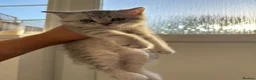 British Shorthair cats for sale: Silver Tabby British Shorthair male kittens in Brentwood - Advert 5