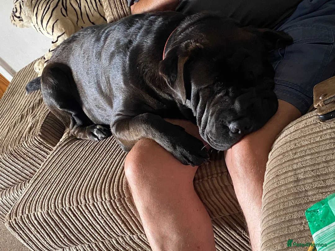 Mixed Breed dogs for sale: Sharpei x Ridgeback  - Advert 2