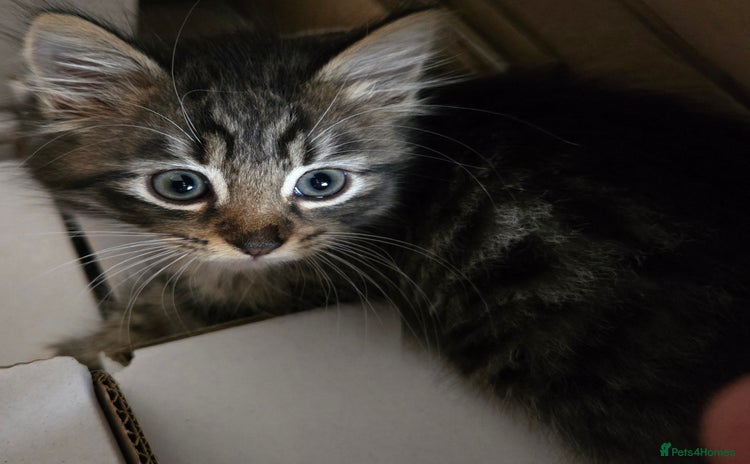 Mixed Breed cats - Advert 7