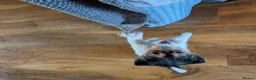Jack Russell dogs for sale: Short legged jack Russell  - Advert 4