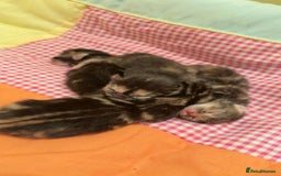 Mixed Breed cats for sale: The Fab Four - Advert 3