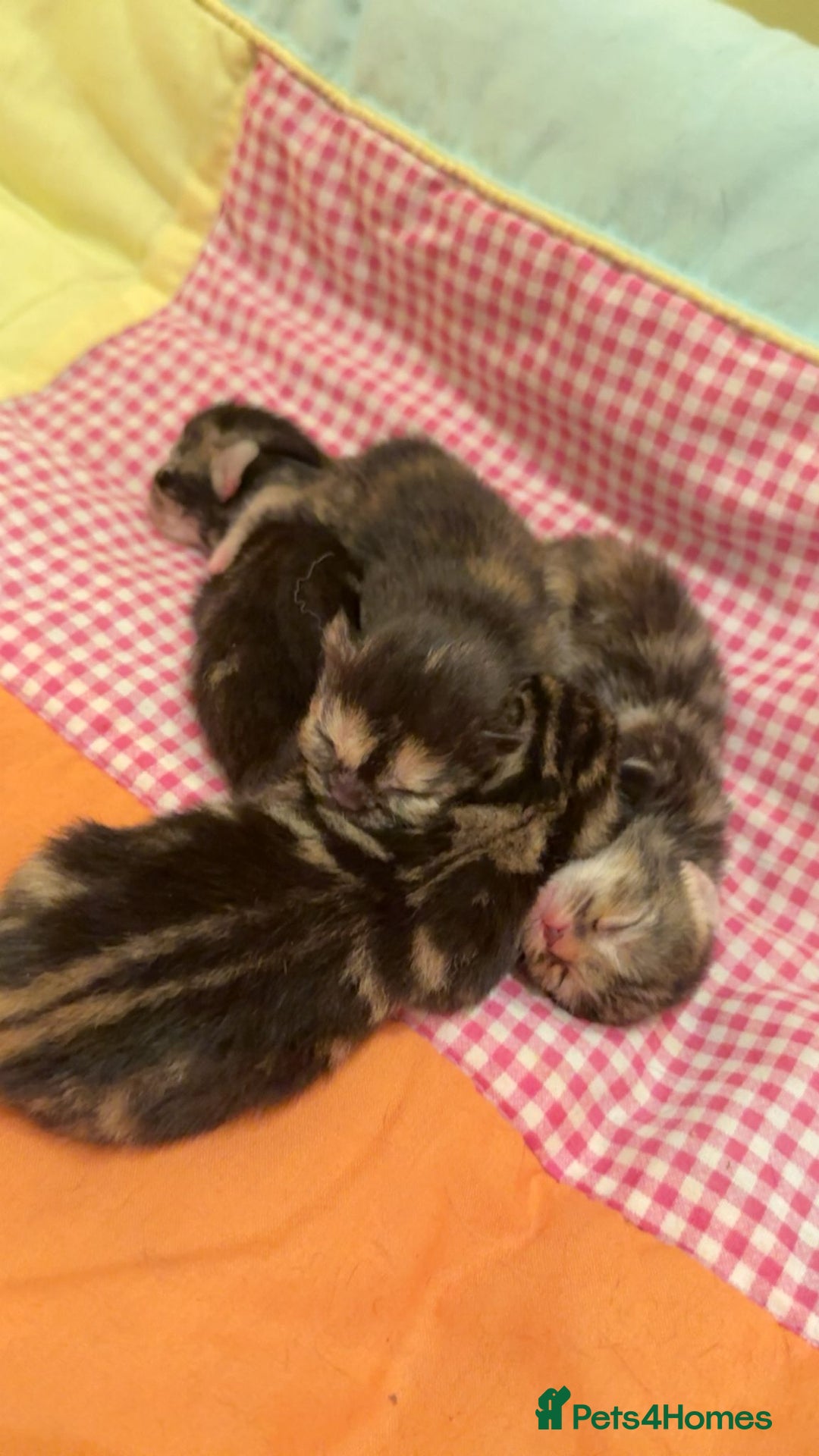 Mixed Breed cats for sale: The Fab Four - Advert 3