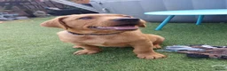 Labrador Retriever dogs for sale: Labrador Puppies ready now 2 left - Advert 4