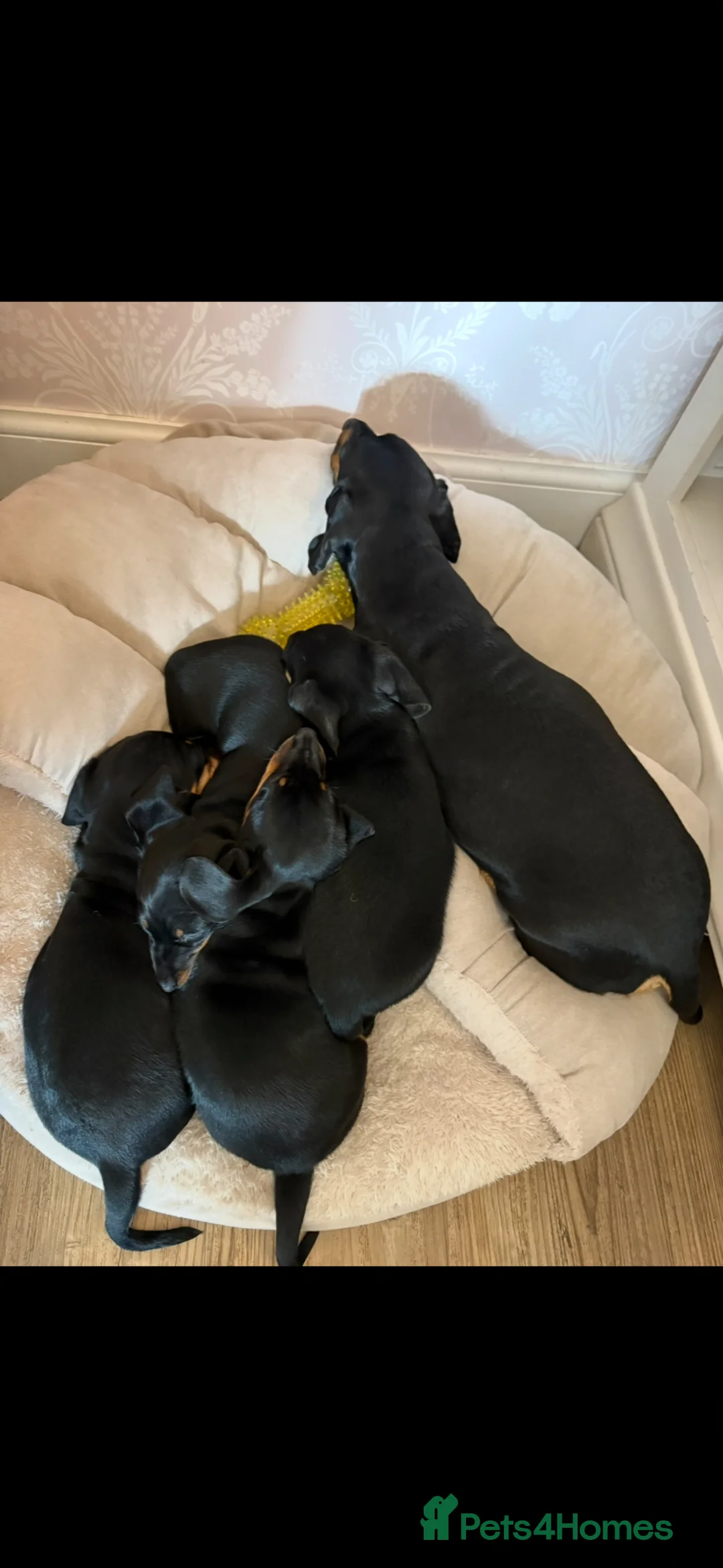 Dachshund dogs for sale: Miniture smooth black & tan miniature dachshunds  in Hereford - Advert 9