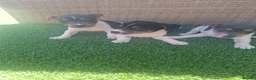 Jack Russell dogs for sale: Blue tri jack russell puppies - Advert 4