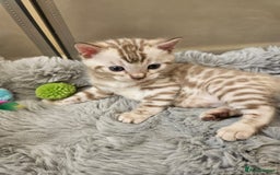 Bengal cats for sale: Lovely bengal kittens(Tica reg.)😍 - Image 4