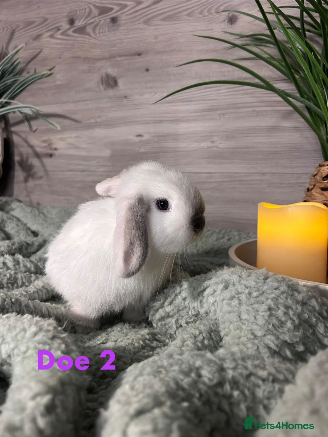 Mini Lop rabbits for sale: Mini Lop Bunnies - Advert 7