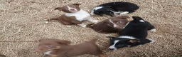 Border Collie dogs for sale: Farm collie puppies  - Advert 1