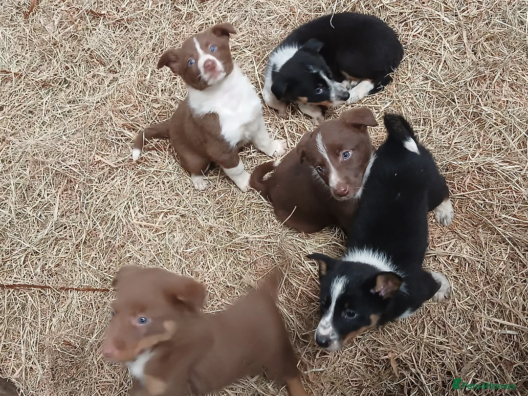 Border Collie dogs for sale: Farm collie puppies  - Advert 1