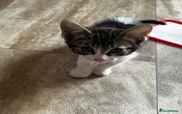 Domestic Shorthair cats for sale: 10 week old kittens - Image 8