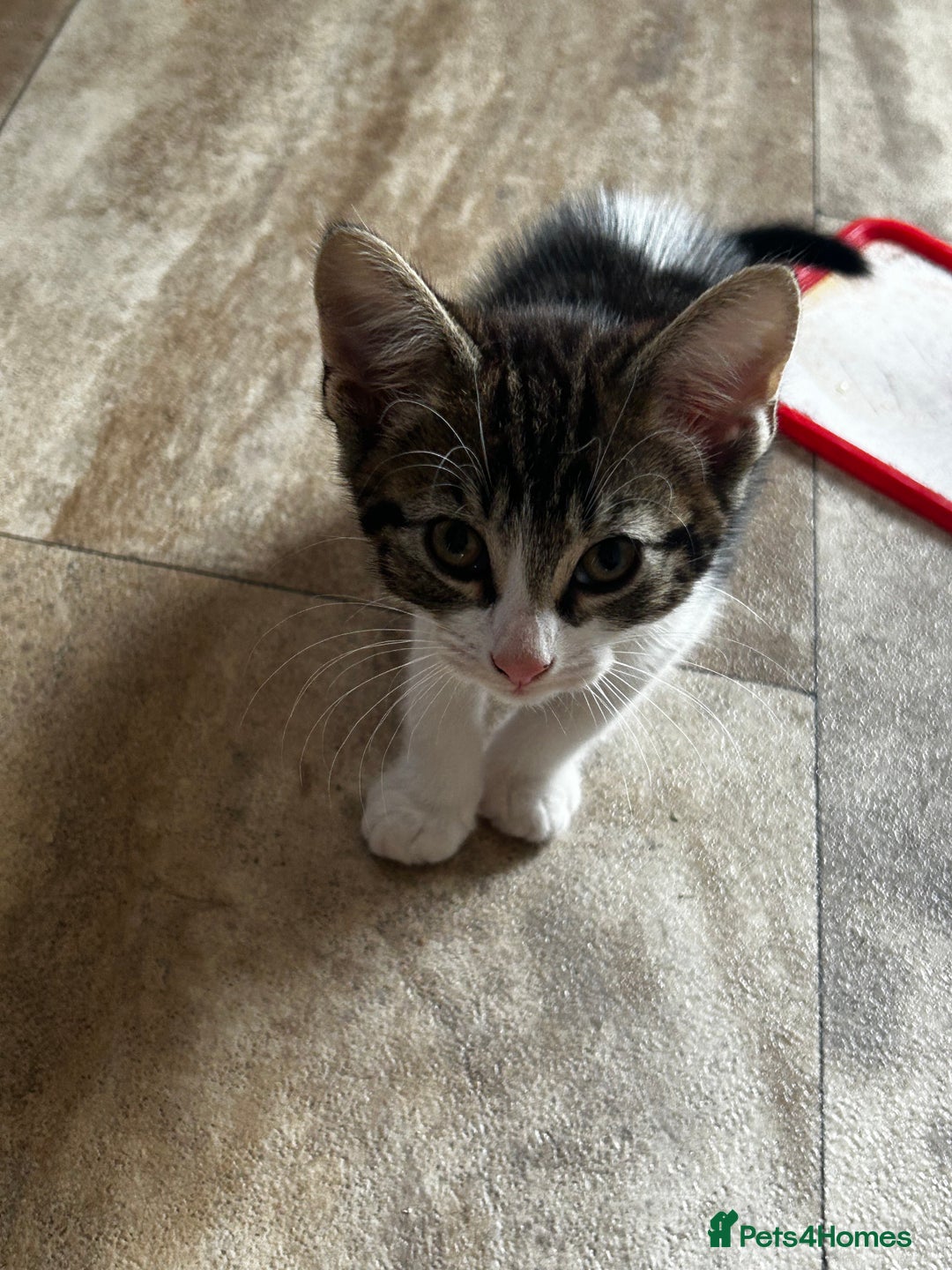 Domestic Shorthair cats for sale: 10 week old kittens - Image 8