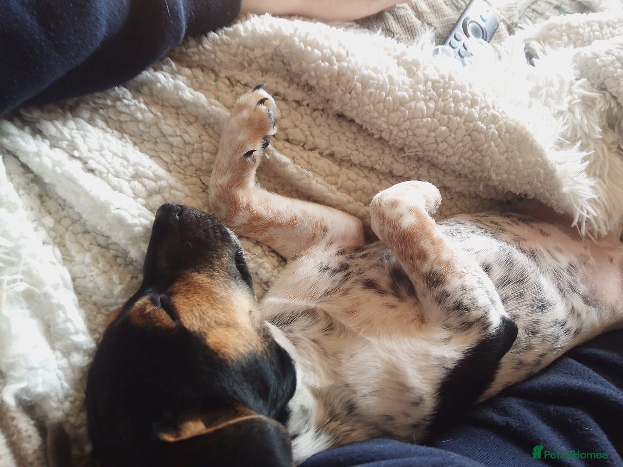 Mixed Breed dogs Parson Russell x Jack Russell  - Advert 2