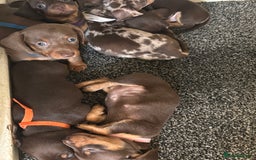 Miniature Dachshund dogs for sale: Miniature dachshund puppies - Image 7