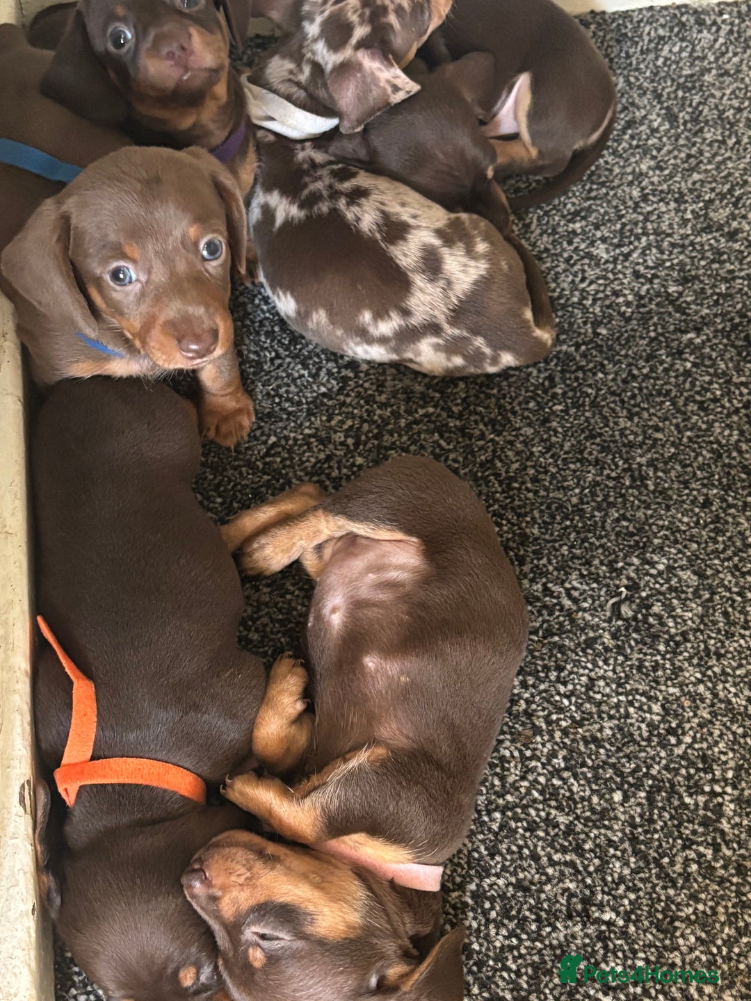 Miniature Dachshund dogs for sale: Miniature dachshund puppies - Image 7