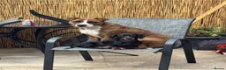 Mixed Breed dogs for sale: 2 year old staffyxbullmastif - Advert 4