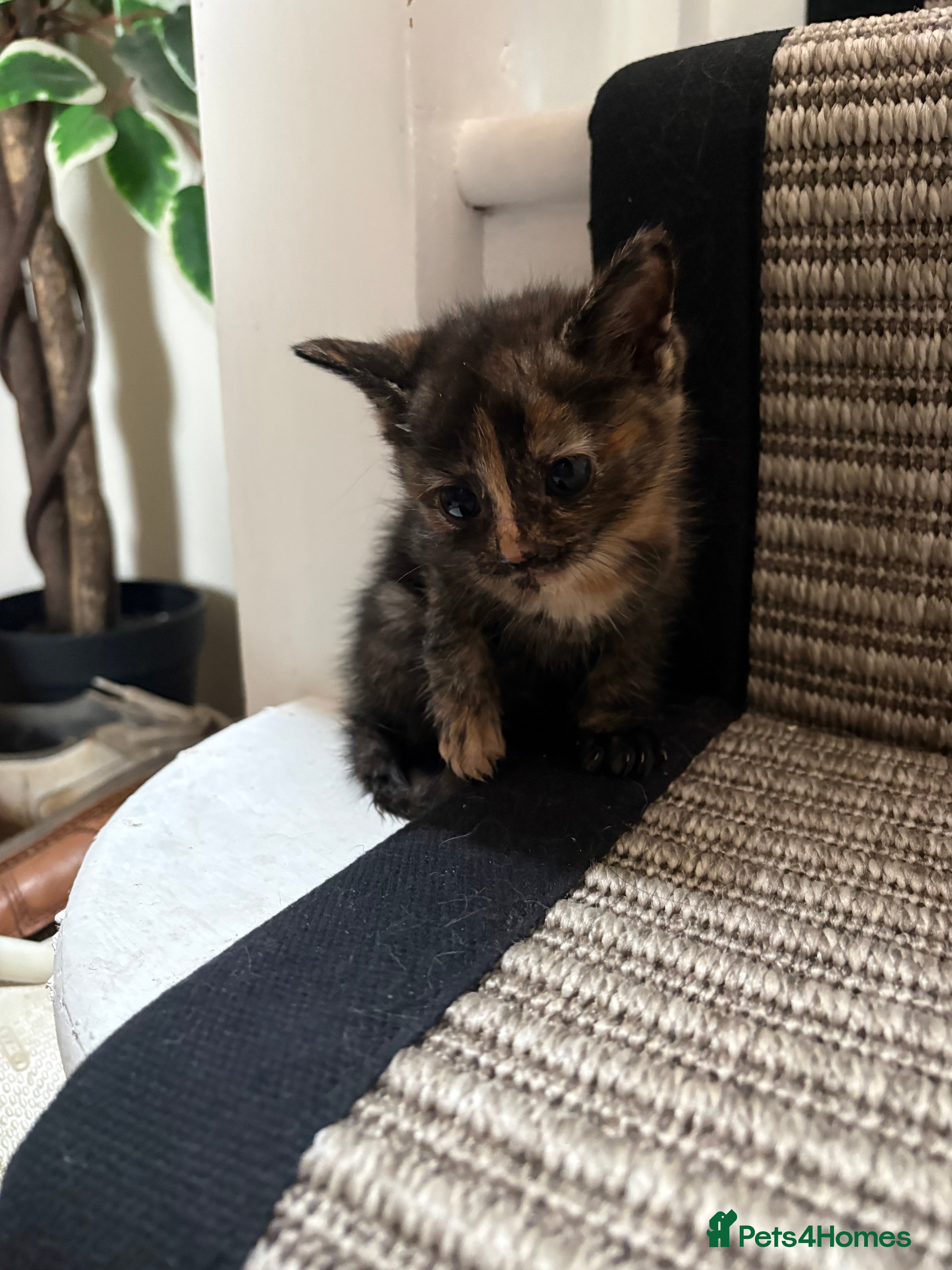 Mixed Breed cats for sale: Mixed breed fluffy kittens - Advert 6