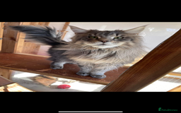 Maine Coon cats for sale: Purr Machines Ready Now - GCCF Reg Maine Coons - Image 31