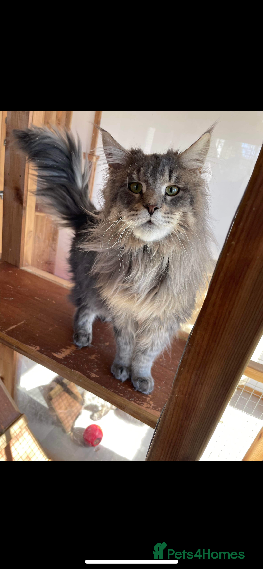 Maine Coon cats for sale: Purr Machines Ready Now - GCCF Reg Maine Coons - Image 31