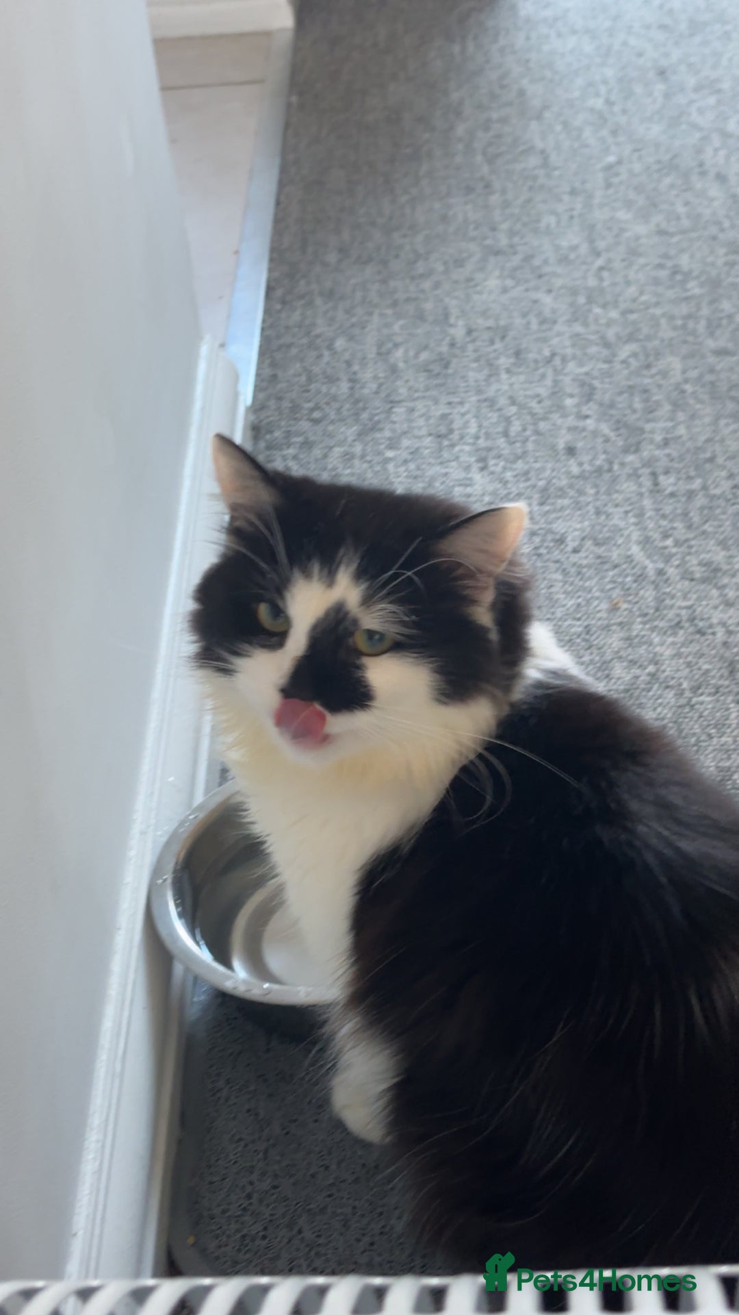 Mixed Breed cats for sale: Momo mane coon mix  - Advert 8