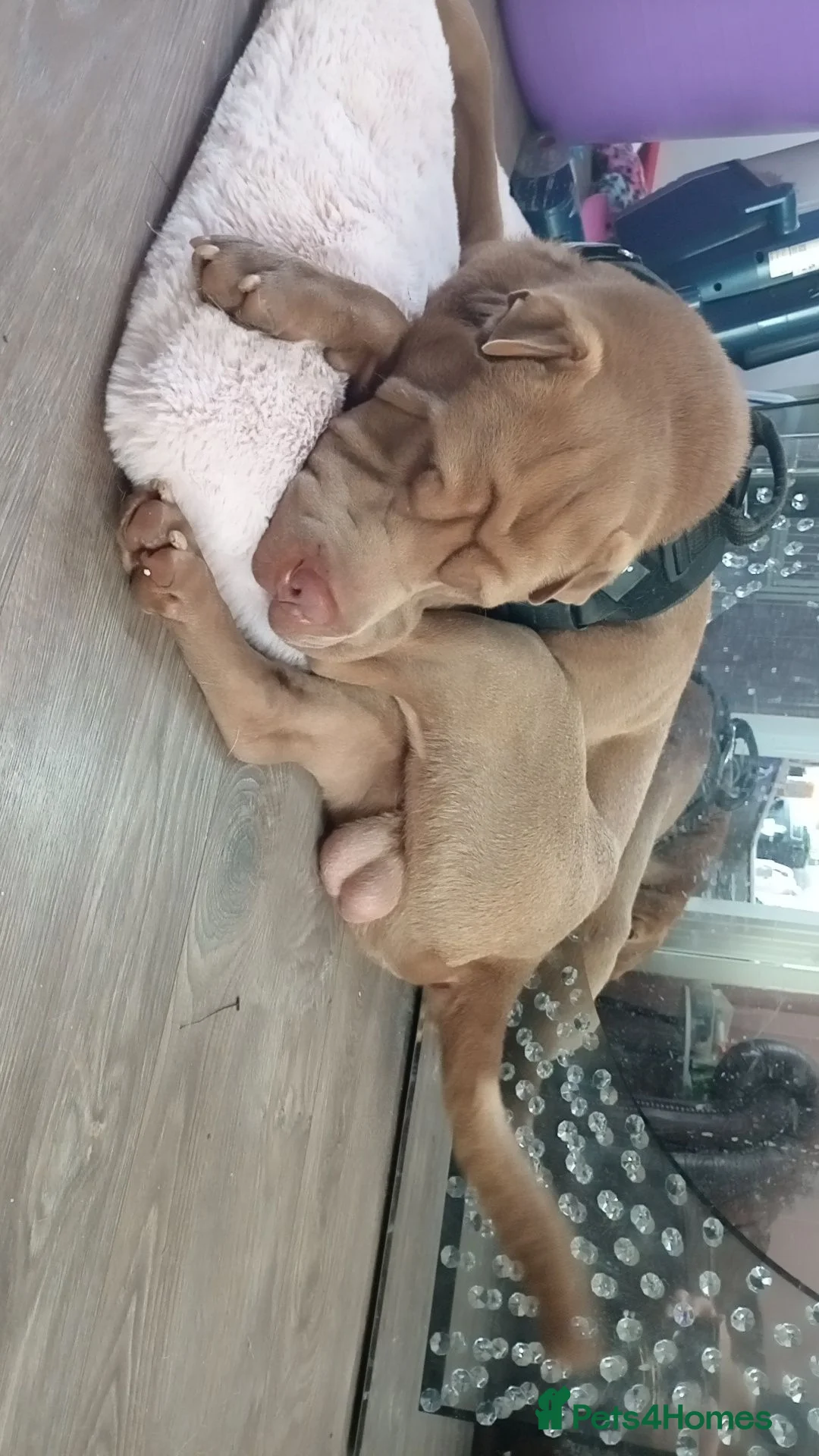 Shar Pei dogs for sale: Beautiful shar pei in Stourbridge - Advert 2