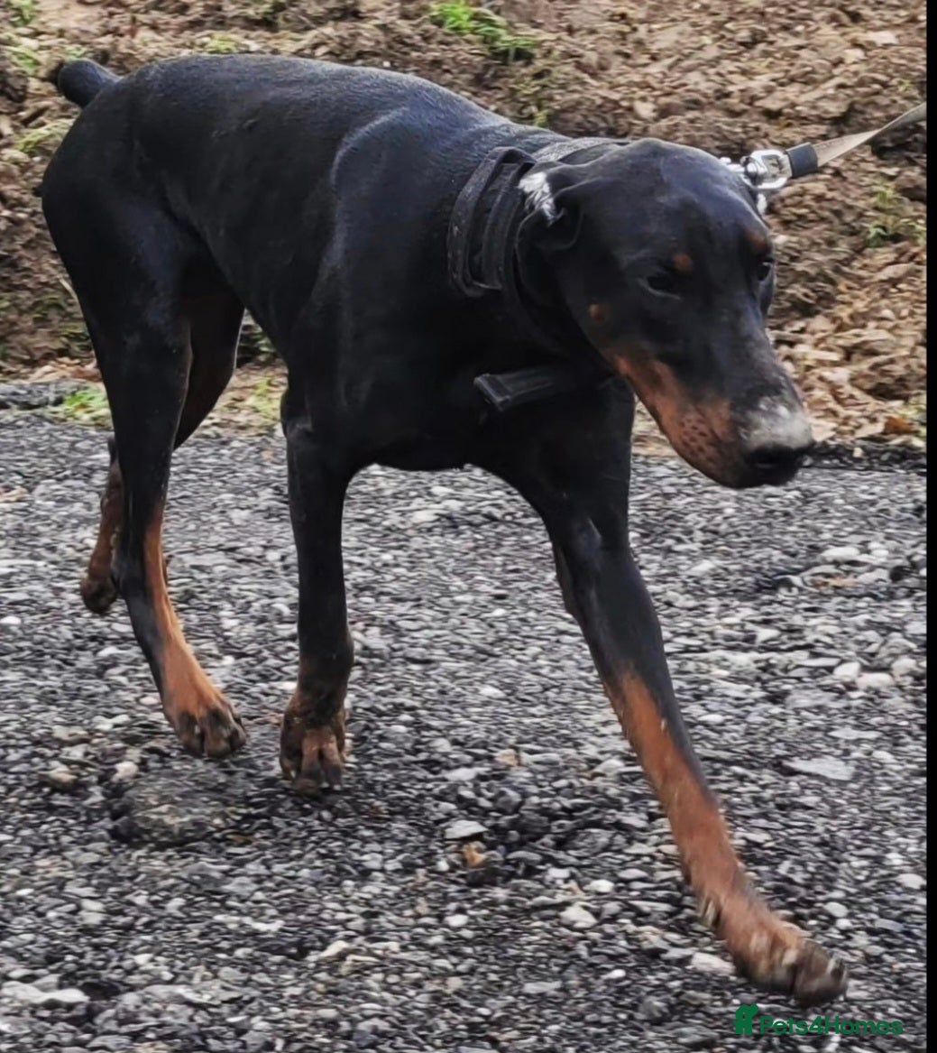 Dobermann dogs FCI Registered European male for stud - Advert 16