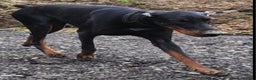 Dobermann dogs for stud: FCI Registered European male for stud - Advert 5