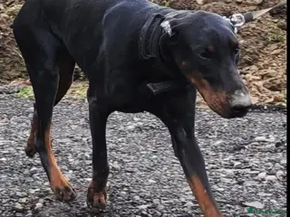 Dobermann dogs FCI Registered European male for stud - Advert 16