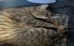 Mixed Breed cats for sale: 6 Beautiful kittens  - Image 2