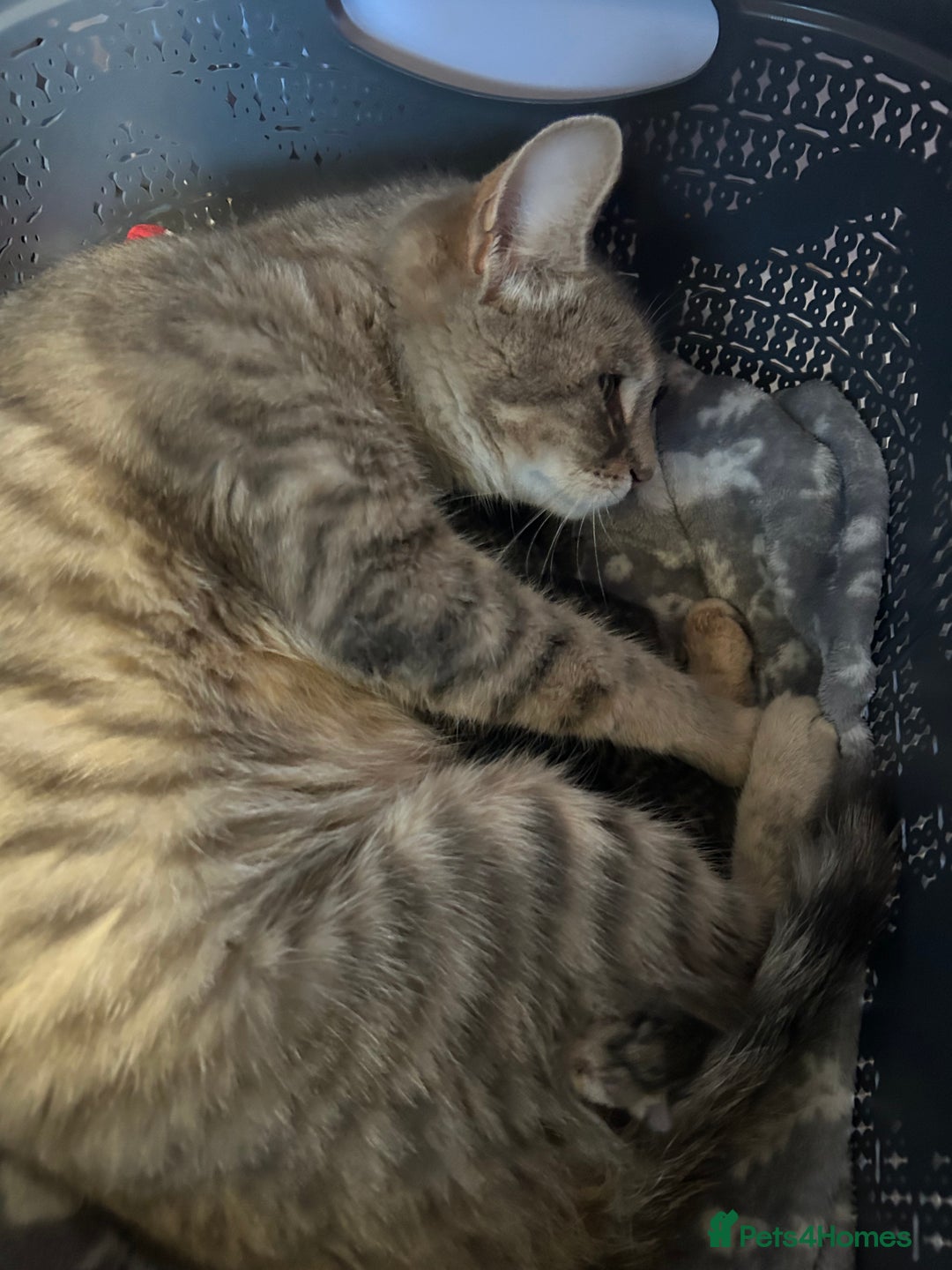 Mixed Breed cats for sale: 6 Beautiful kittens  - Image 2