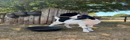 Goats livestock for sale: 2 Boer/Nubian Wethers - Advert 3