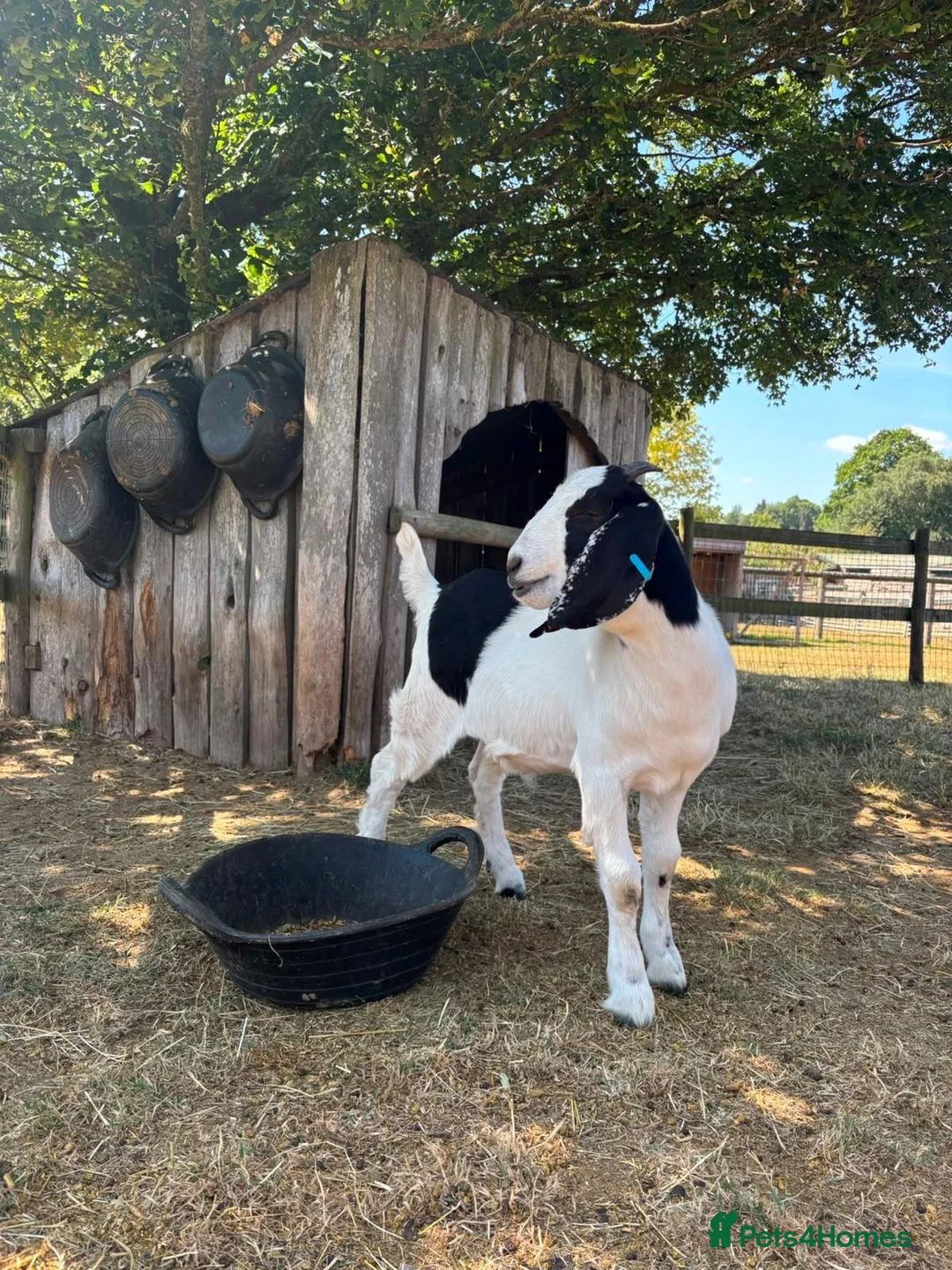 Goats livestock for sale: 2 Boer/Nubian Wethers - Advert 3