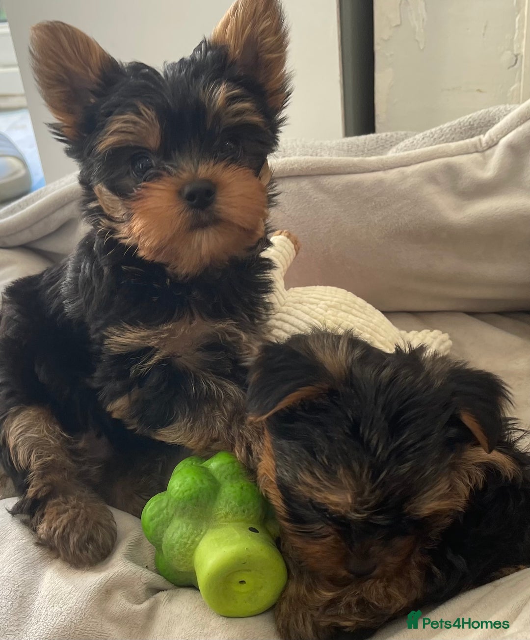 Yorkshire Terrier dogs for sale: Adorable Mini Yorkshire Terrier puppies - Advert 32