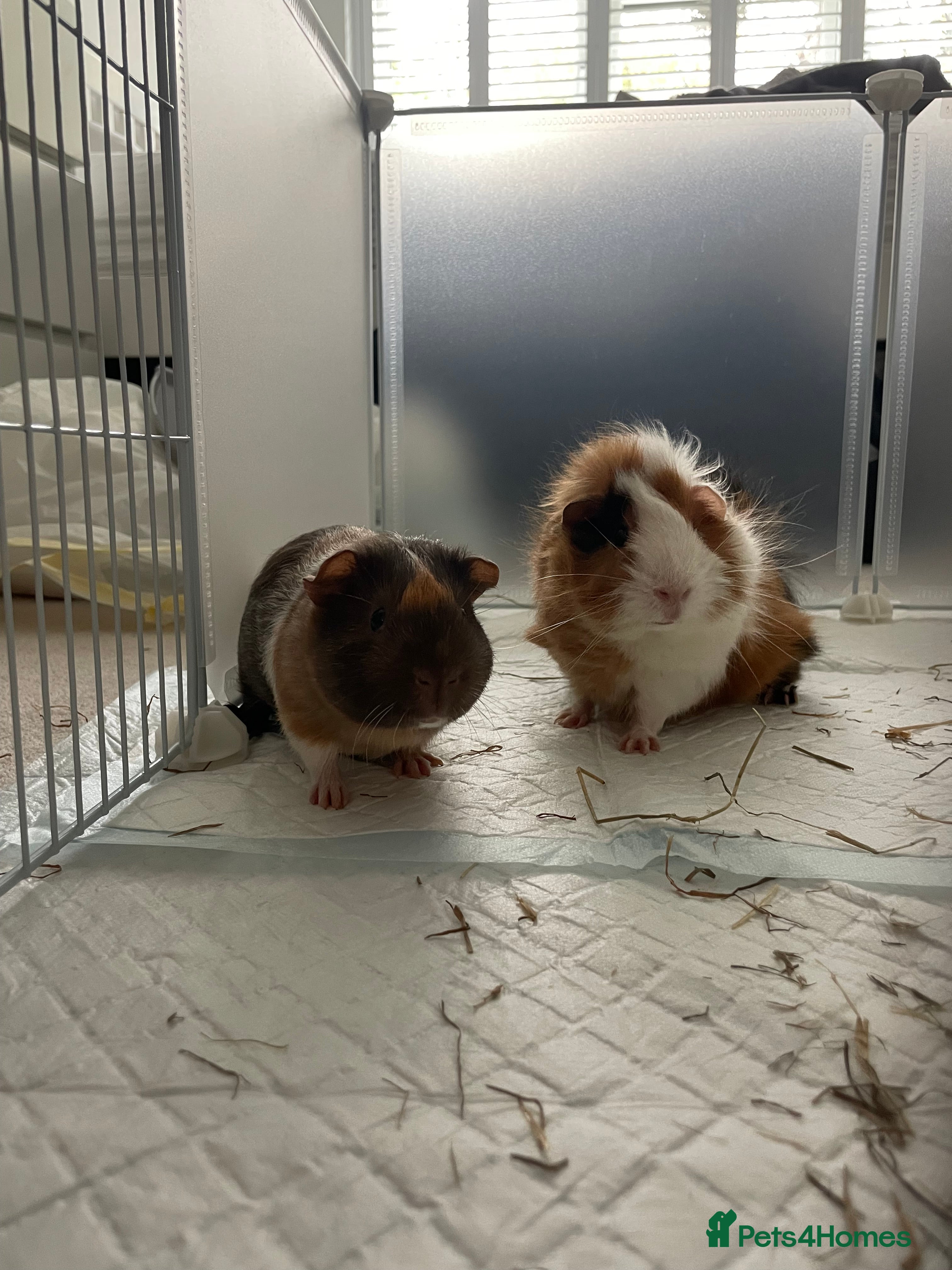 Guinea Pig rodents 2 Male Guinea Pigs, approx 7 months old - Advert 1