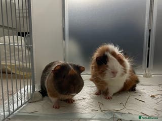 Guinea Pig rodents 2 Male Guinea Pigs, approx 7 months old - Advert 1