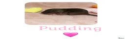 Rat rodents for sale: Baby Dumbo Rats  - Advert 13