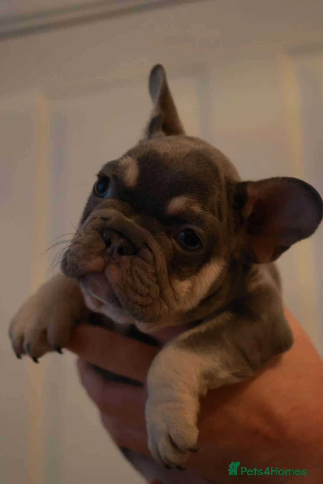 French Bulldog dogs for sale: French bulldog pups  - Advert 12