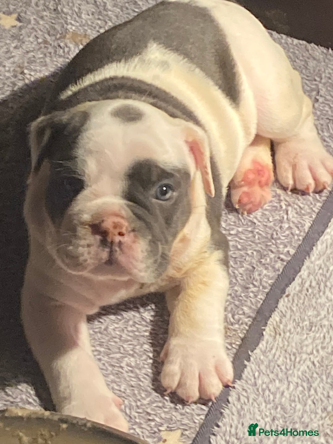 Olde English Bulldogge dogs for sale: Old English bulldog puppies GENERATIONAL - Advert 15
