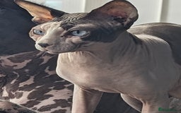 Sphynx cats for sale: Sphynx pair for loving home - Image 4