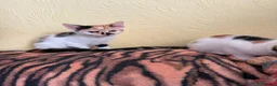 Mixed Breed cats for sale: 4 Beautiful Kittens in Erith - Advert 24