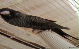 Budgerigars birds for sale: Black face split young bird for sale  - Image 5