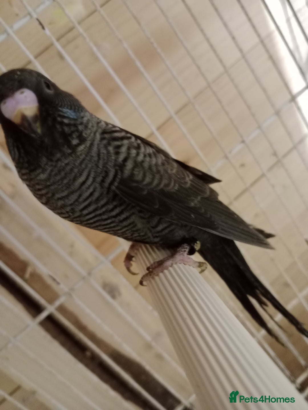 Budgerigars birds for sale: Black face split young bird for sale  - Image 5