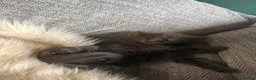 Maine Coon cats for sale: Maine Coon kittens  - Advert 9