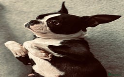 Boston Terrier dogs for sale: Beautiful Chunky KC Boston Terrier Puppies - Image 33