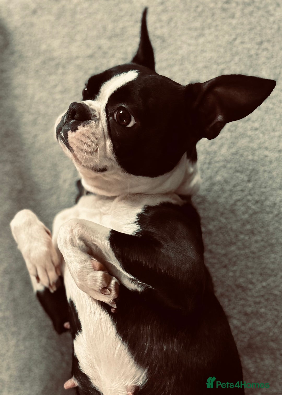 Boston Terrier dogs for sale: Beautiful Chunky KC Boston Terrier Puppies - Image 33