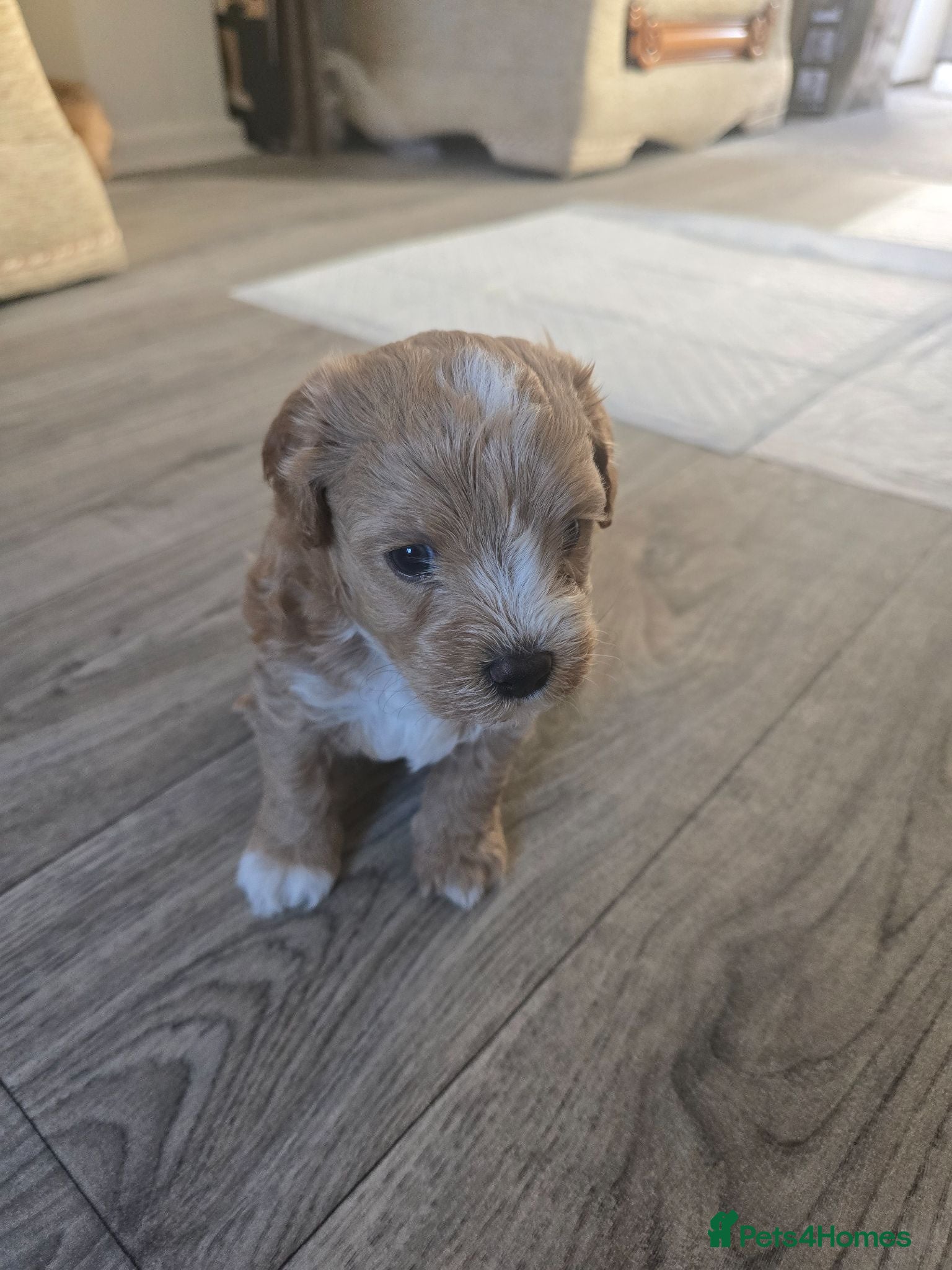 Maltipoo dogs 💙💙💙Tiny Maltipoo puppies🐶🐶🐶 - Advert 5