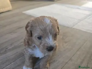 Maltipoo dogs 💙💙💙Tiny Maltipoo puppies🐶🐶🐶 - Advert 5