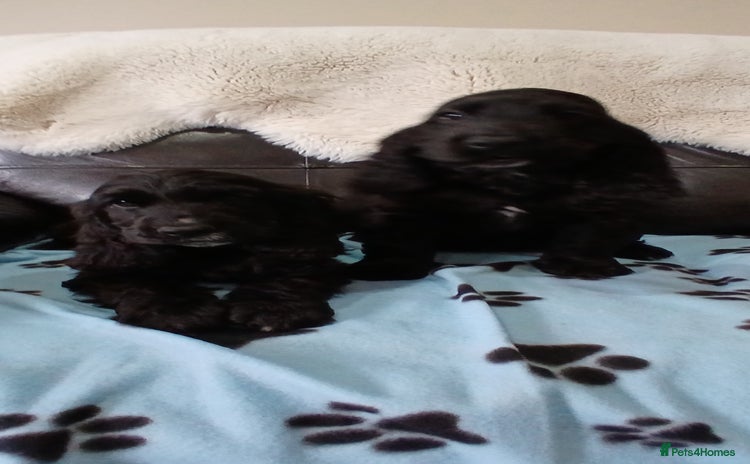 Cocker Spaniel dogs - Advert 1